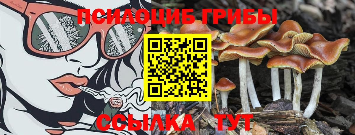 где купить наркоту  Галлюциногенные грибы MAGIC MUSHROOMS  Вход с VPN  Семилуки 
